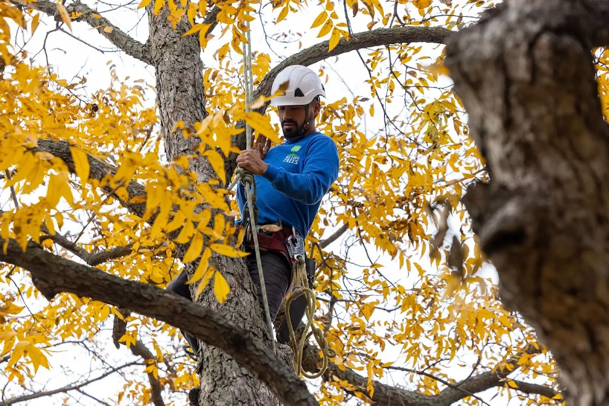 Skilled Tree Pruning crew working in Tower City