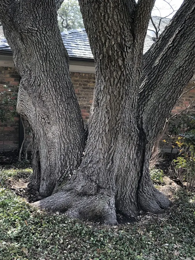 Mature heritage tree close to a Tower City property cared for by certified arborists